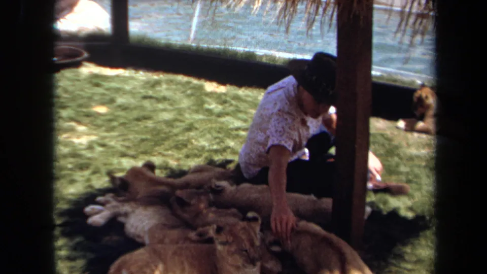 1971 Laguna Hills home-movie frame showing a woman reaching toward a lion cub beside several cubs on the lawn.