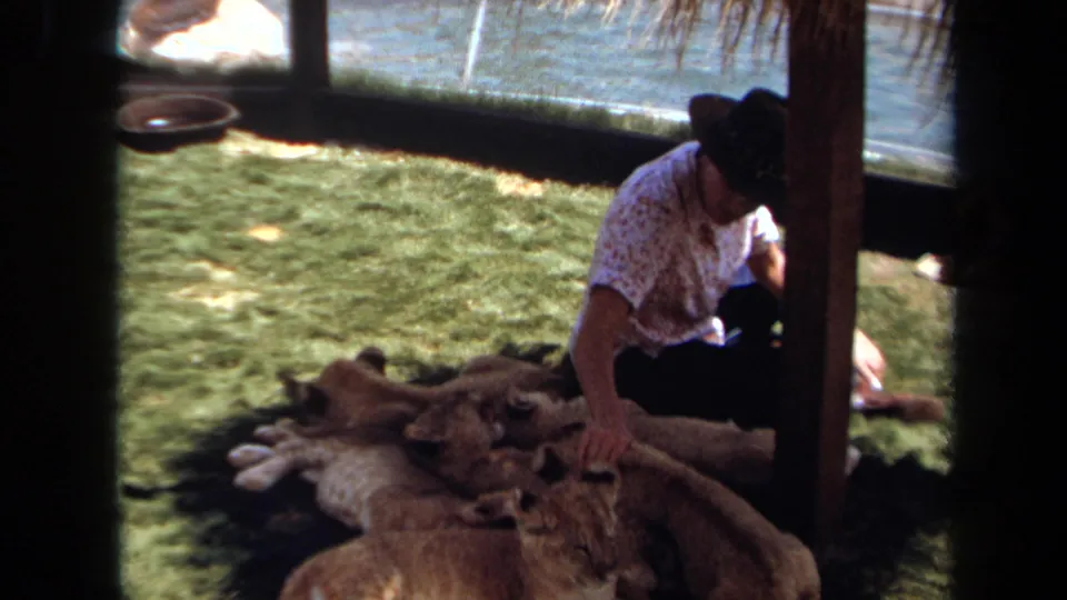 1971 Laguna Hills frame with a woman in a dotted shirt petting lion cubs on grass, seen through dark foreground framing.