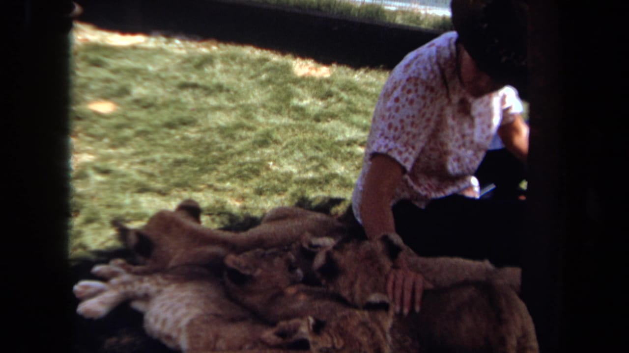 1971 Laguna Hills home-movie frame showing a woman in a floral shirt and dark hat petting lion cubs resting on grass.