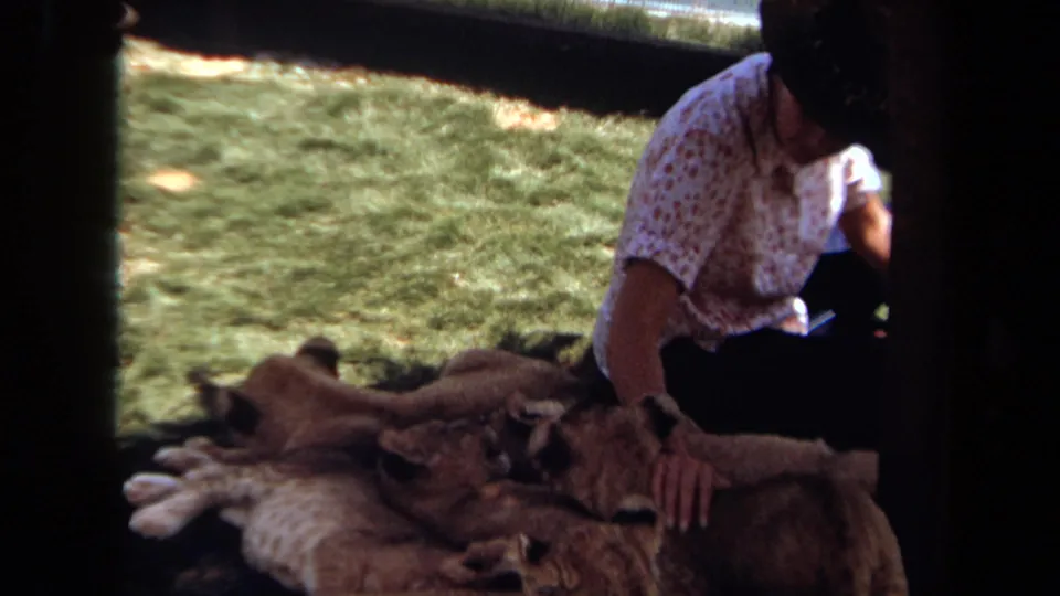 1971 Laguna Hills home-movie frame showing a woman in a floral shirt and dark hat petting lion cubs resting on grass.