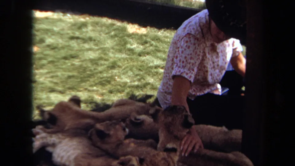 1971 Laguna Hills footage frame with a woman touching one lion cub while other cubs lie nearby in a sunny zoo setting.