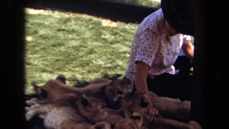 1971 Laguna Hills home-movie still of a woman leaning toward resting lion cubs, seen through dark enclosure framing.