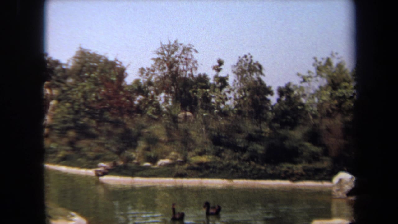 Two ducks swimming near the edge of a tree-lined pond.