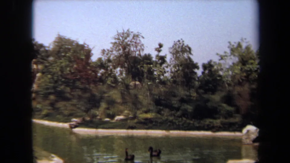 1971 Laguna Hills frame with two ducks on calm pond water, tree cover, rock edging, and landscaped shoreline.