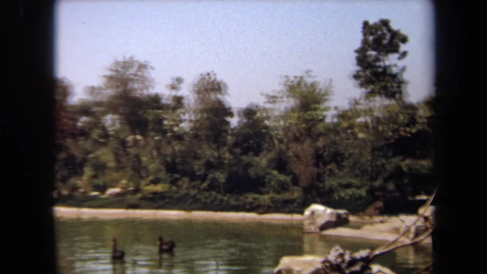 1971 Laguna Hills 8mm frame showing ducks in the foreground water with trees, shrubs, and pale shoreline rocks beyond.