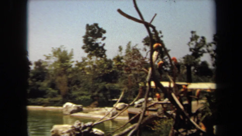 1971 Laguna Hills frame showing ducks on pond water near rocks, trees, branches, and a rustic wooden park structure.