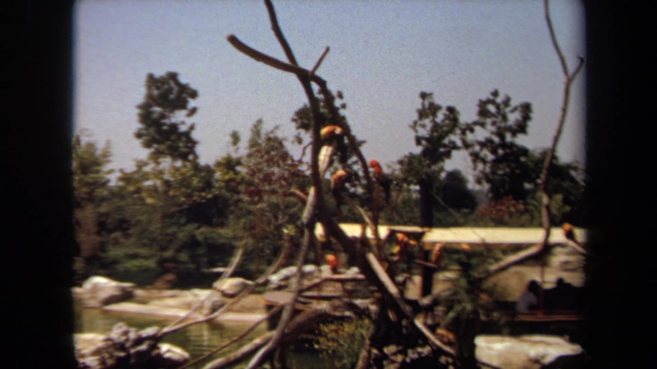 1971 Laguna Hills home-movie frame showing colorful birds on branch stumps near water, rocks, trees, and distant visitors.