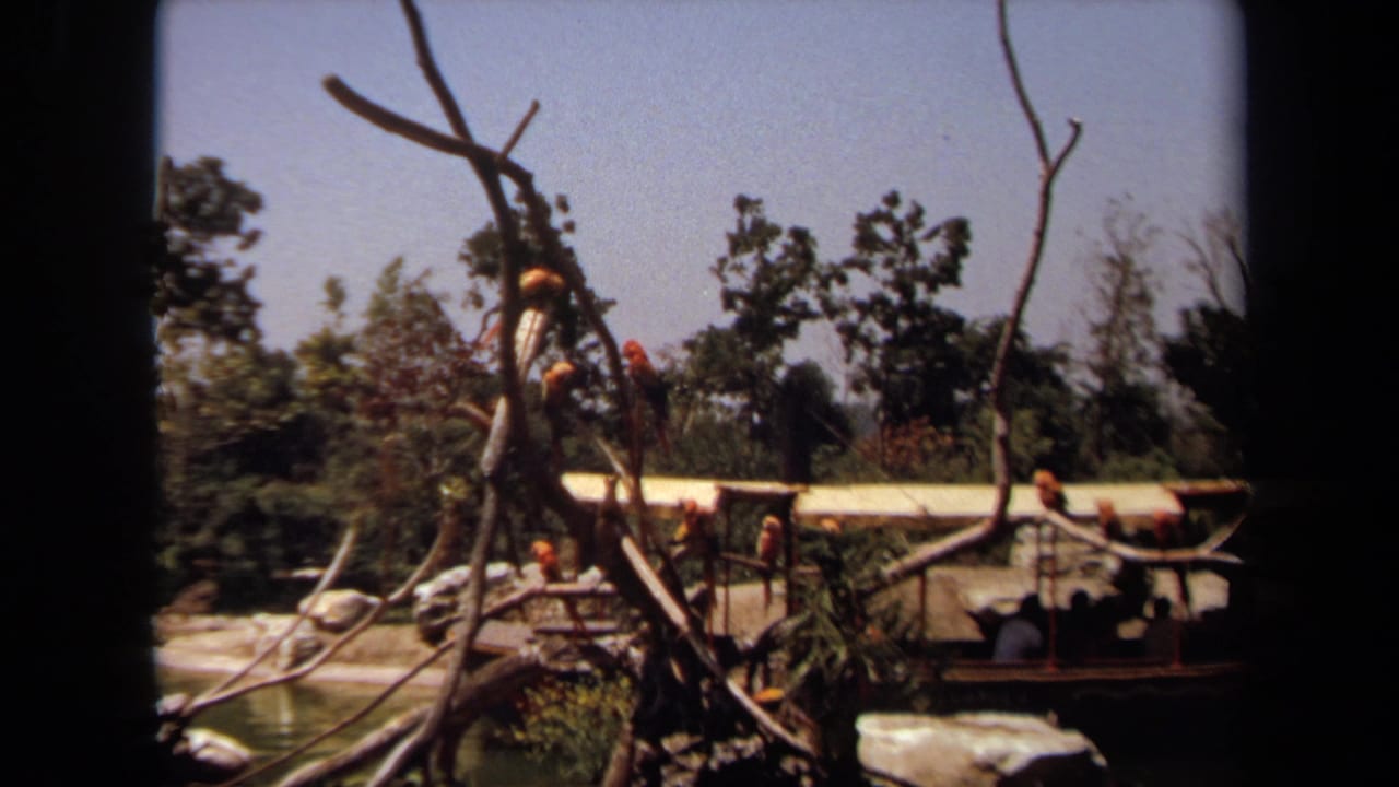 Birds sit on branch perches near water with a white-roofed structure behind them.