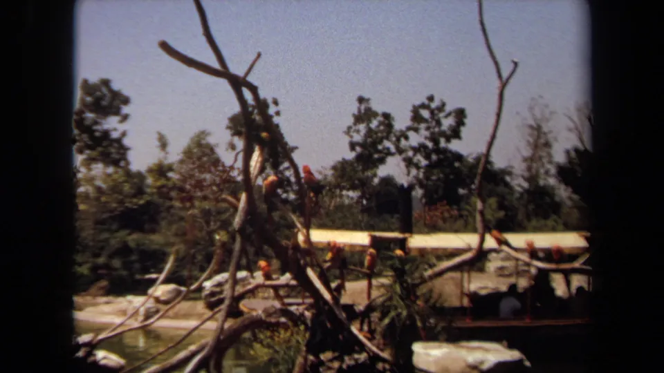 The handheld 8mm frame centers on birds perched high and low on bare branches, with pond water and visitors beyond the railing.