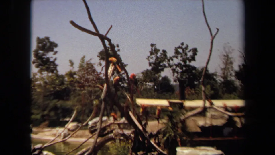Laguna Hills 1971 8mm view of birds on branch stumps beside a small lake, with trees, rocks, a white roof, and distant visitors visible.
