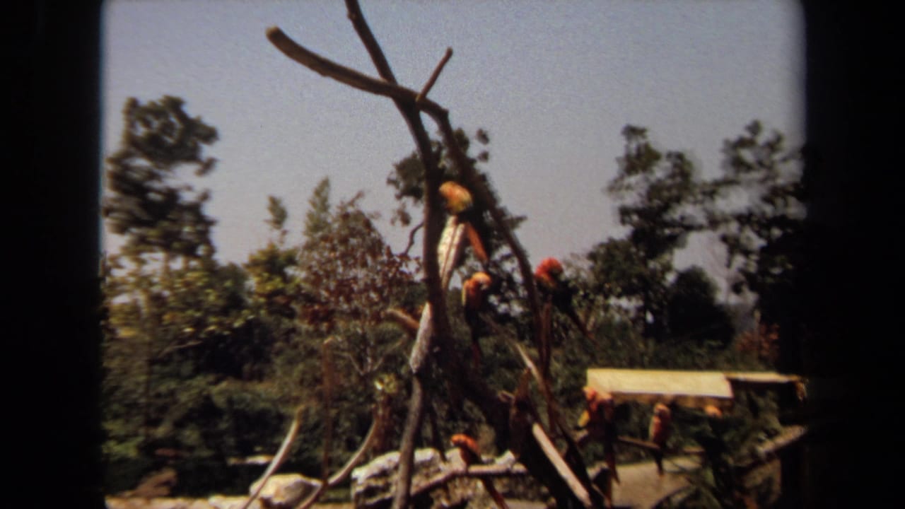 1971 Laguna Hills home-movie frame showing colorful macaws on bare branches with trees and a small roofed structure behind them.