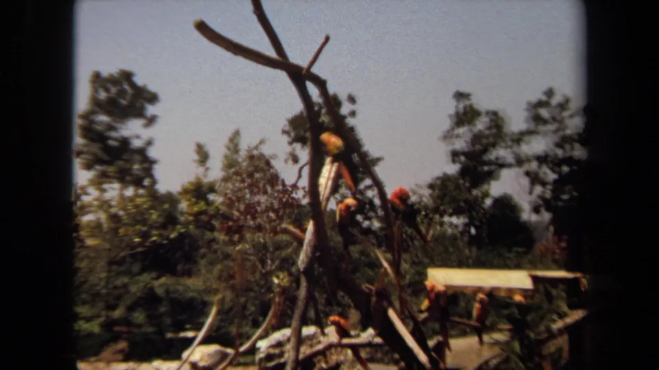 1971 Laguna Hills home-movie frame showing colorful macaws on bare branches with trees and a small roofed structure behind them.