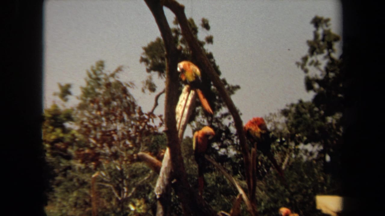 Colorful macaws perched on crossing branches against trees.