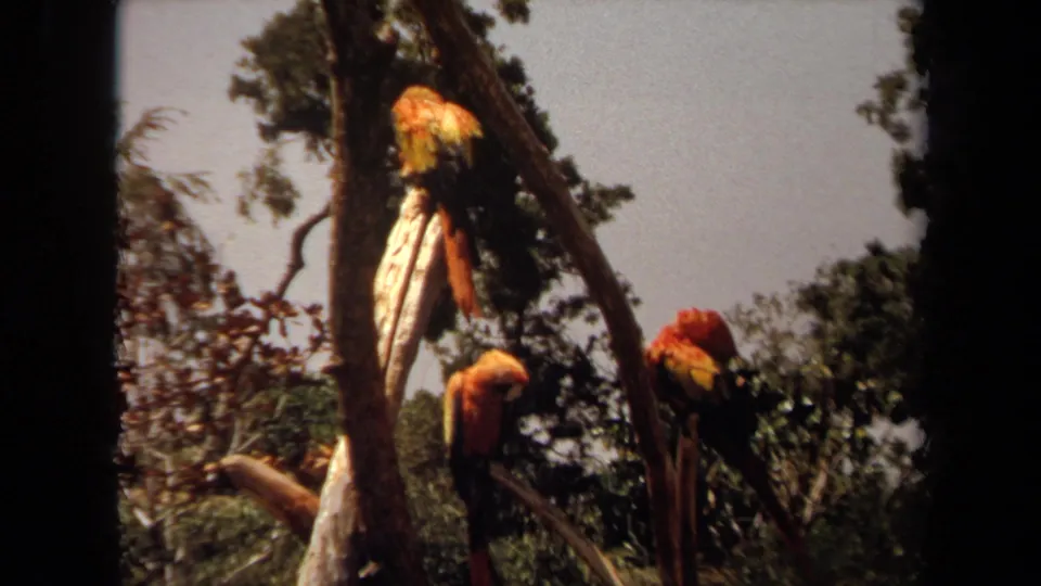 Soft 1971 Laguna Hills home-movie frame showing macaws perched and preening on branches before dense foliage.
