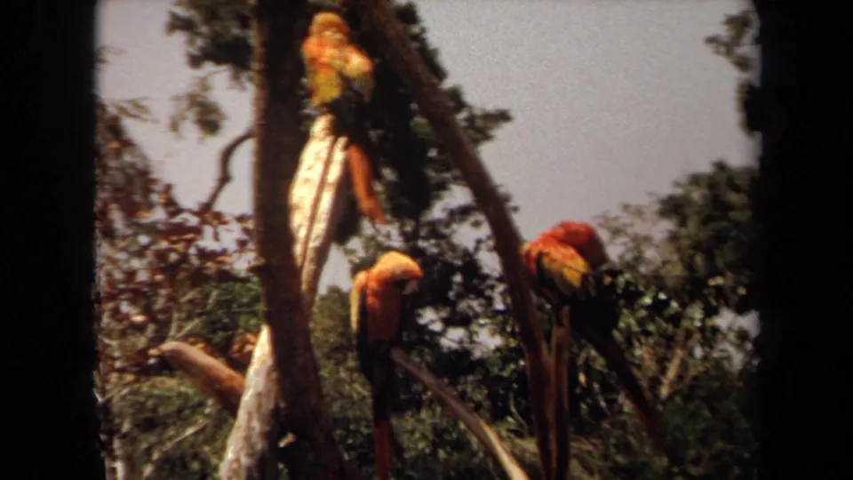 1971 Laguna Hills 8mm frame of colorful macaws grouped on bare limbs, with soft focus and dark film edges.