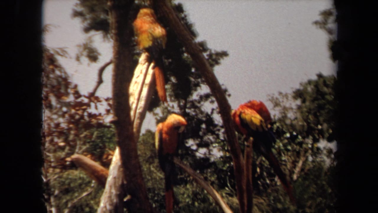 Colorful macaws perched on branches among trees and foliage.