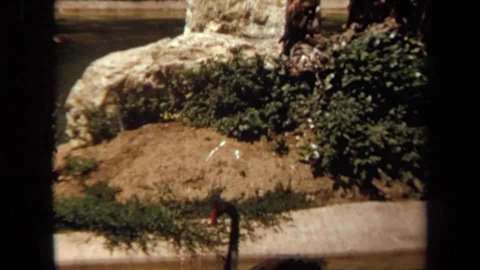 1971 Laguna Hills 8mm frame showing a black swan near water, with pale rockwork and planted greenery in the background.