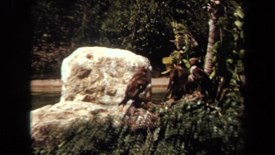 1971 Laguna Hills 8mm frame with birds clustered near tropical planting, a pale rock formation, and water in the background.