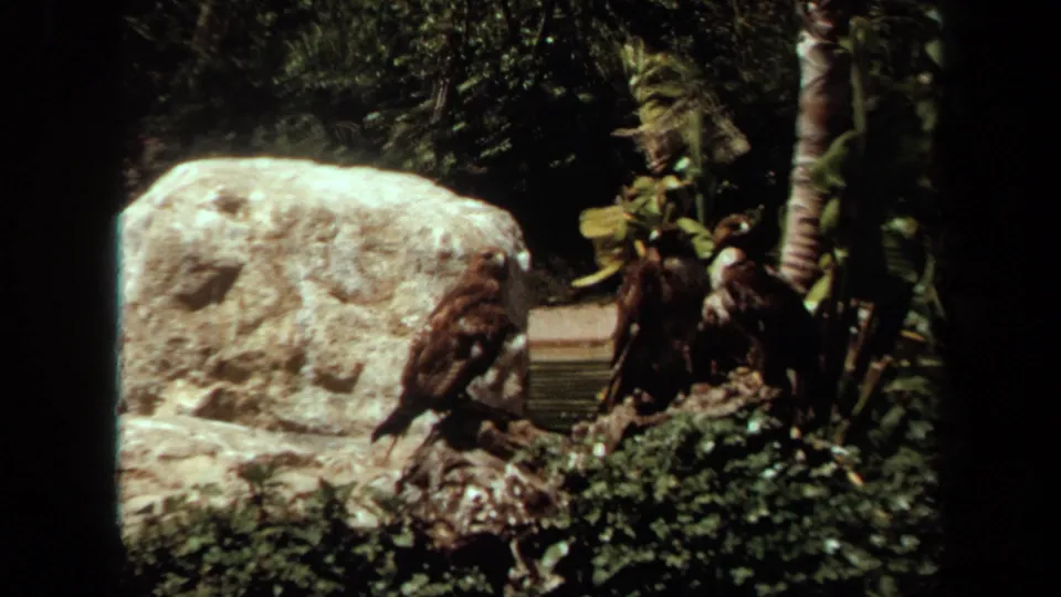 1971 Laguna Hills 8mm frame showing birds at the edge of dense planting, with pale rockwork and pond water behind them.