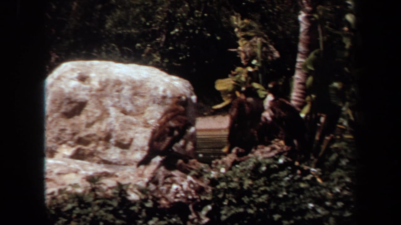 1971 Laguna Hills zoo footage showing large birds of prey perched among rocks, branches, foliage, and a pale boulder.