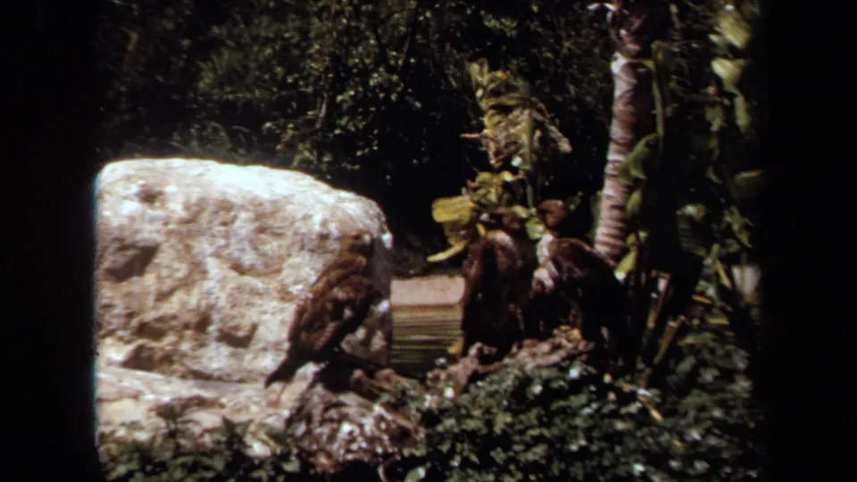 1971 Laguna Hills home-movie frame of large birds perched near rocks, plants, and a prominent pale boulder in a zoo enclosure.