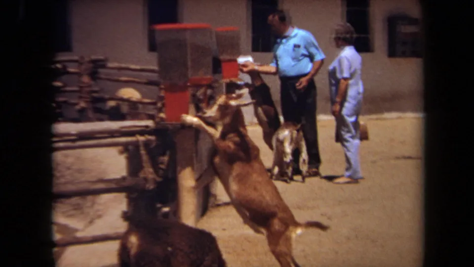 1971 Laguna Hills zoo footage showing a goat standing up at a red feeding station while two adult visitors observe nearby.