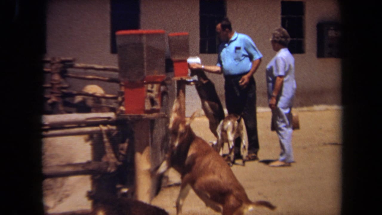 In 1971 Laguna Hills, a man in a light blue polo feeds a goat beside red feed machines as a woman watches.