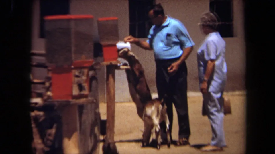 A man offers feed to an upright goat at a Laguna Hills petting-zoo machine while a woman stands behind him.