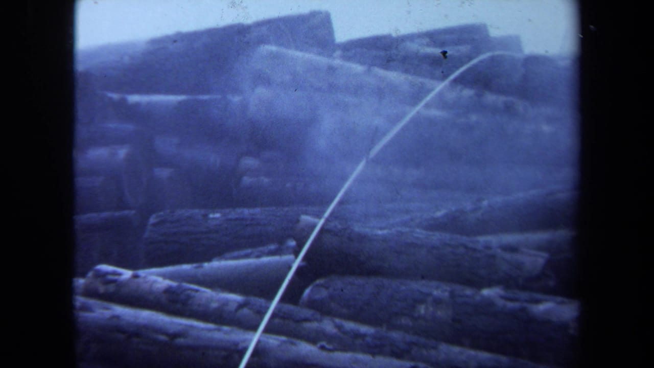 Dense stacks of logs with a pale cable crossing the right side of the frame.
