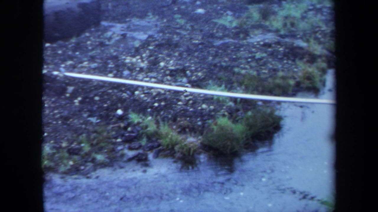 Stream edge with grass clumps, dark rocky soil, shallow water, and a white tube near the bank.