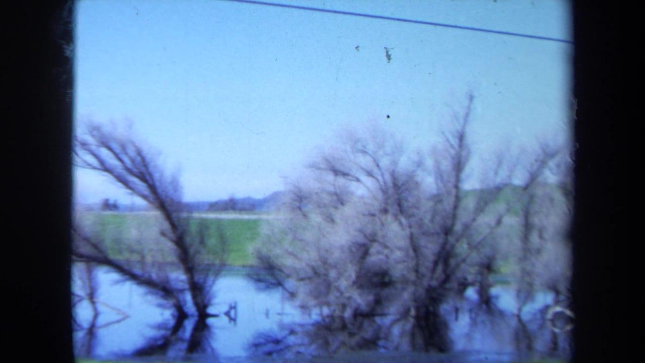 Bare trees stand partly submerged in calm water beside open fields.