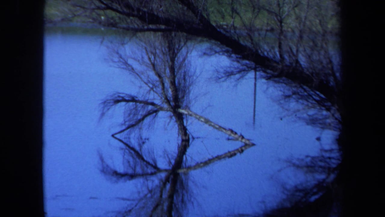 Bare tree and its reflection over calm blue water beside a grassy bank.