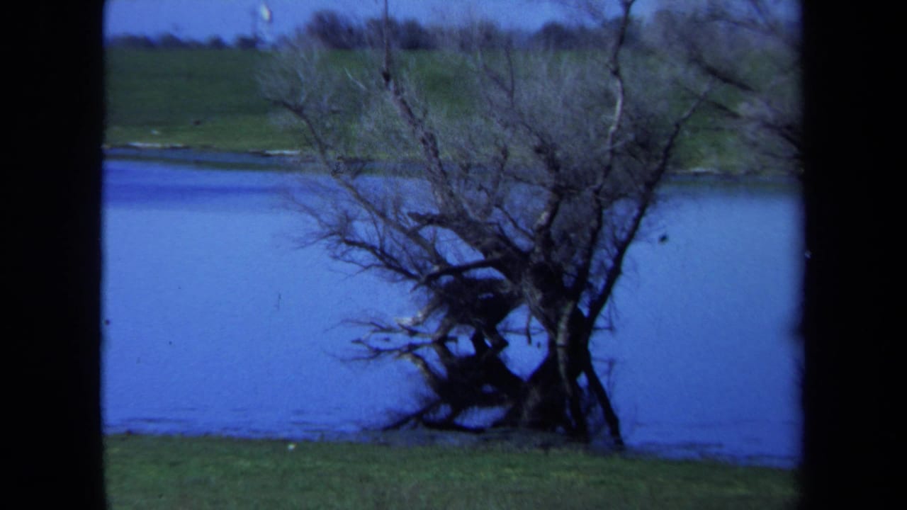 1971 Maine home-movie frame with a closer view of a twisted leafless tree at the waterline and open grass behind it.