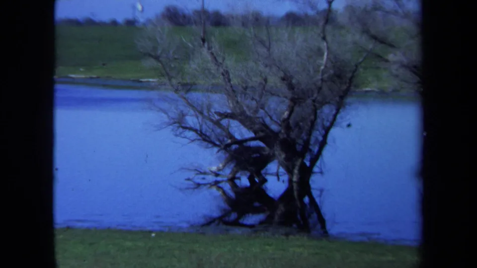 1971 Maine home-movie frame with a closer view of a twisted leafless tree at the waterline and open grass behind it.