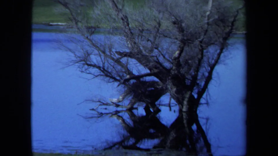 1971 Maine 8mm frame showing the dead tree larger in view, with tangled branches crossing the blue water surface.