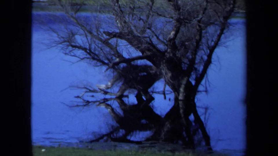 1971 Maine 8mm frame with the gnarled tree filling more of the shot, bordered by saturated blue water and a strip of green grass.