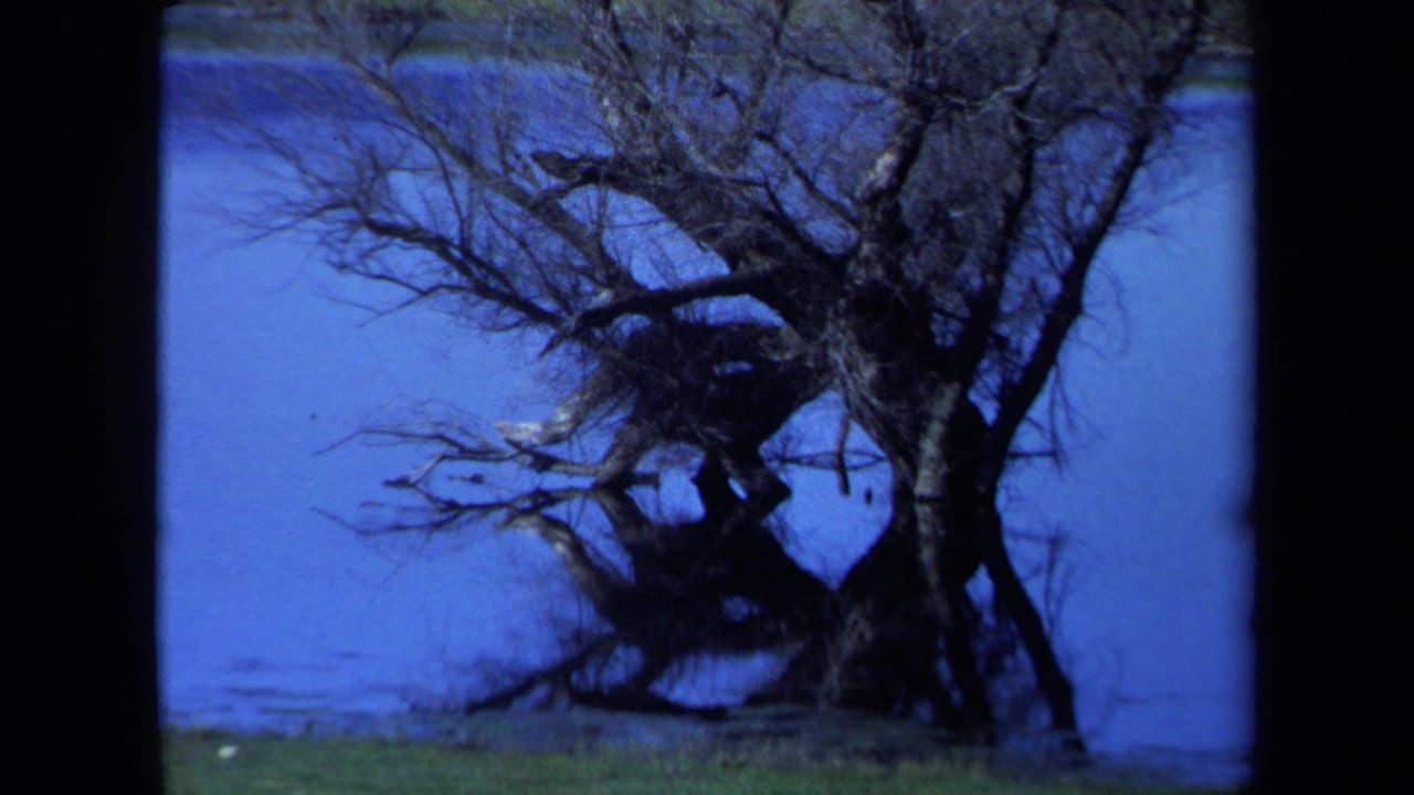 1971 Maine 8mm frame showing bare trees emerging from blue water near a grassy lakeside edge.