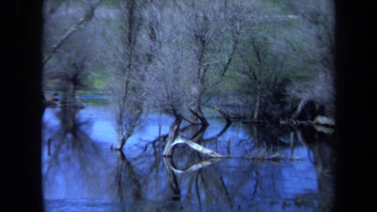 Bare waterside trees and a pale curved log reflected in blue creek water.