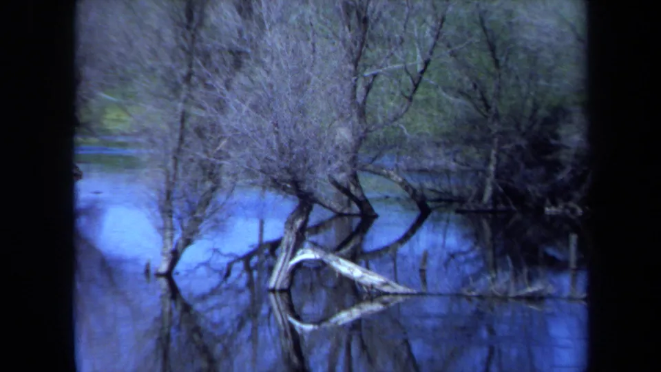 1971 Maine home-movie frame with soft-focus bare trees, reflected limbs, and a pale curved log in quiet creek water.