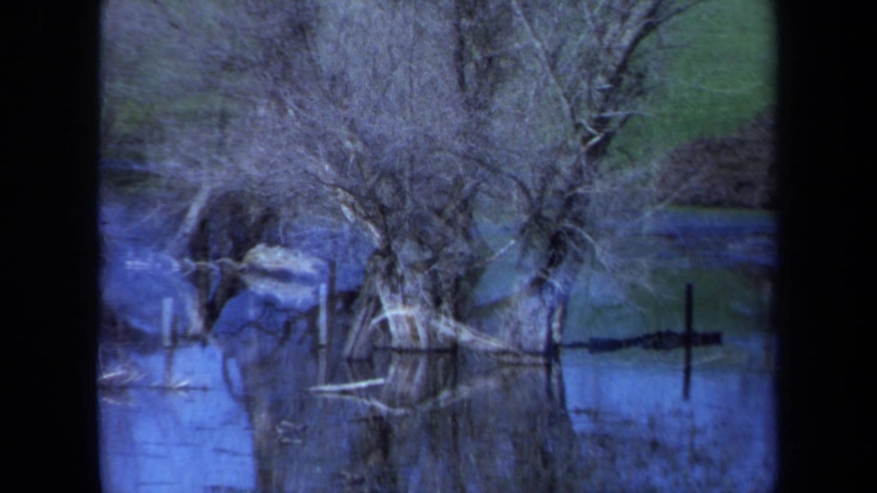 Leafless trees, water reflections, and narrow posts appear in a flooded wooded area.