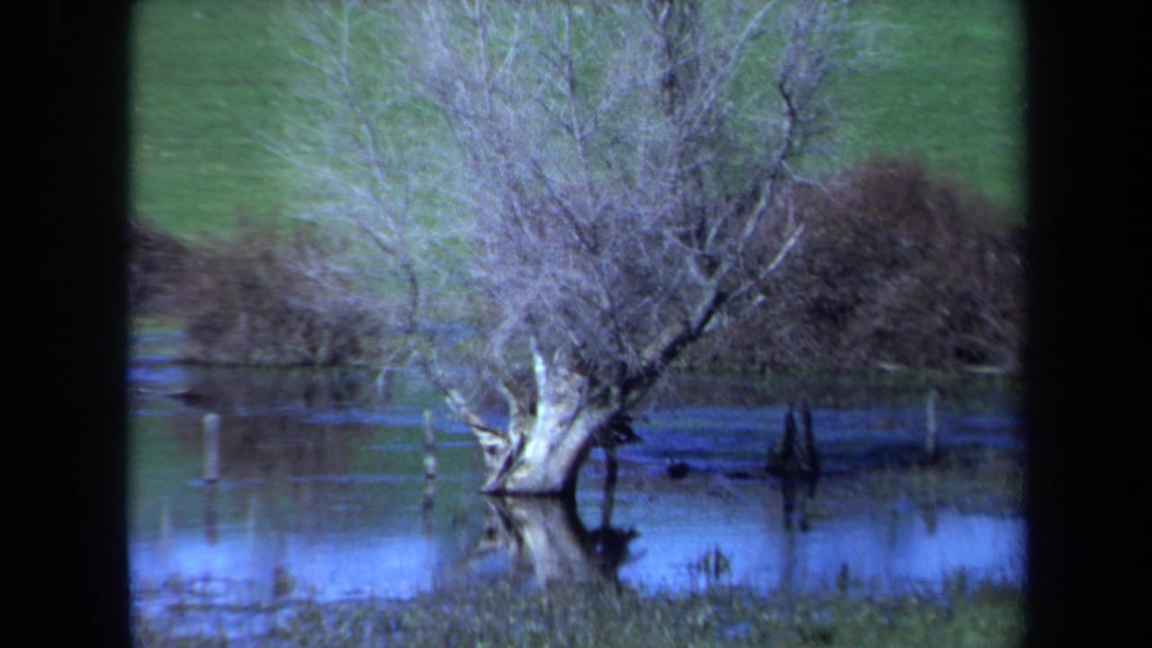 Bare tree trunk and branches reflected in a flooded grassy area.