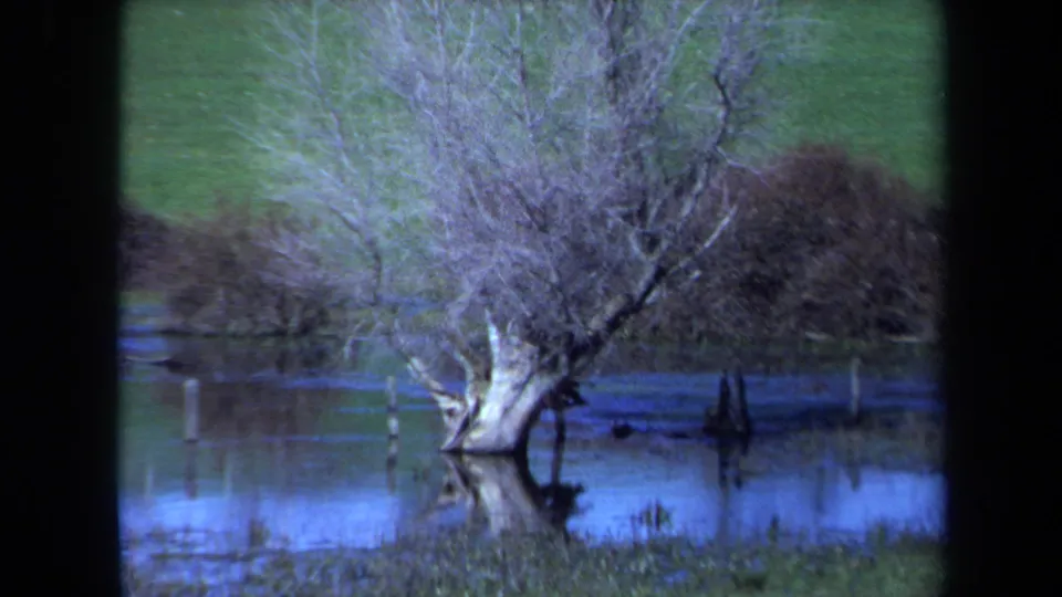 1971 Maine 8mm still of a leafless tree rooted in floodwater, with muted grass, brush, and dark frame edges.