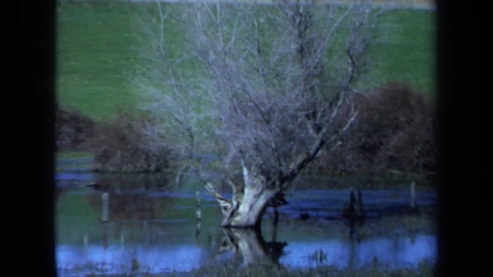1971 Maine 8mm frame showing a bare tree rising from blue floodwater, with green grass and low brush in the background.