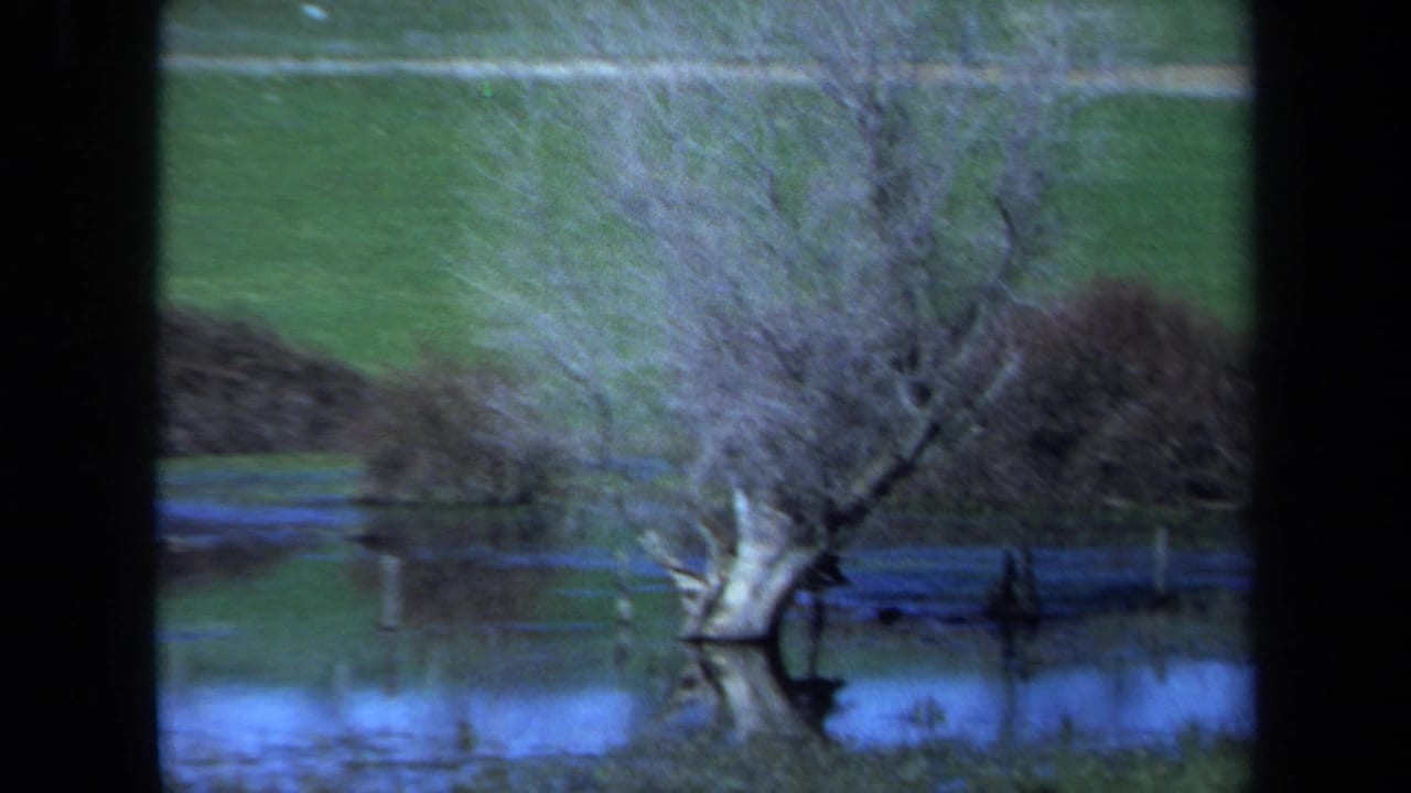 1971 Maine 8mm frame showing leafless trees partly submerged in calm water, with green grassy ground rising behind them.