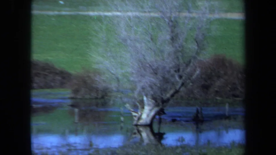 1971 Maine 8mm frame showing leafless trees partly submerged in calm water, with green grassy ground rising behind them.