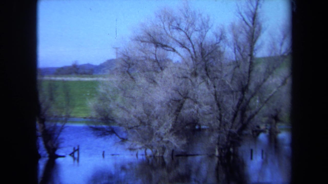 Leafless trees and branches reflected in blue water beside a green field.