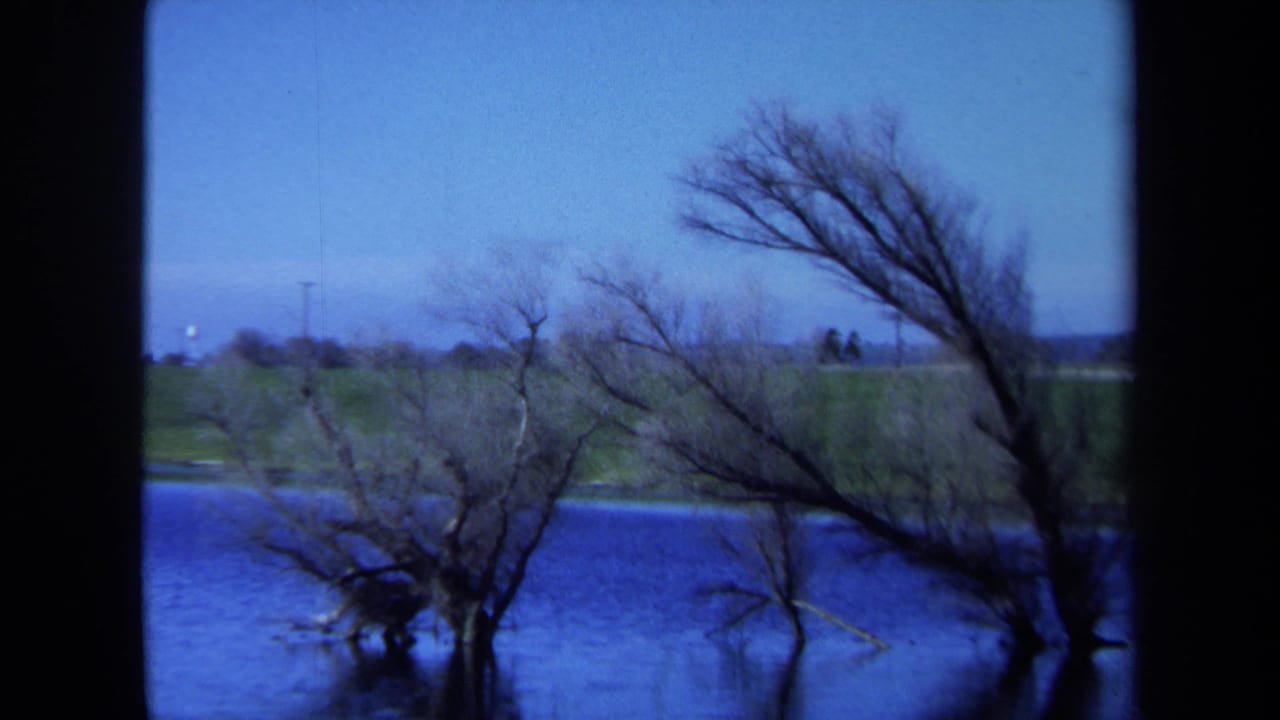 Bare trees stand in blue lake water with a grassy shoreline beyond.
