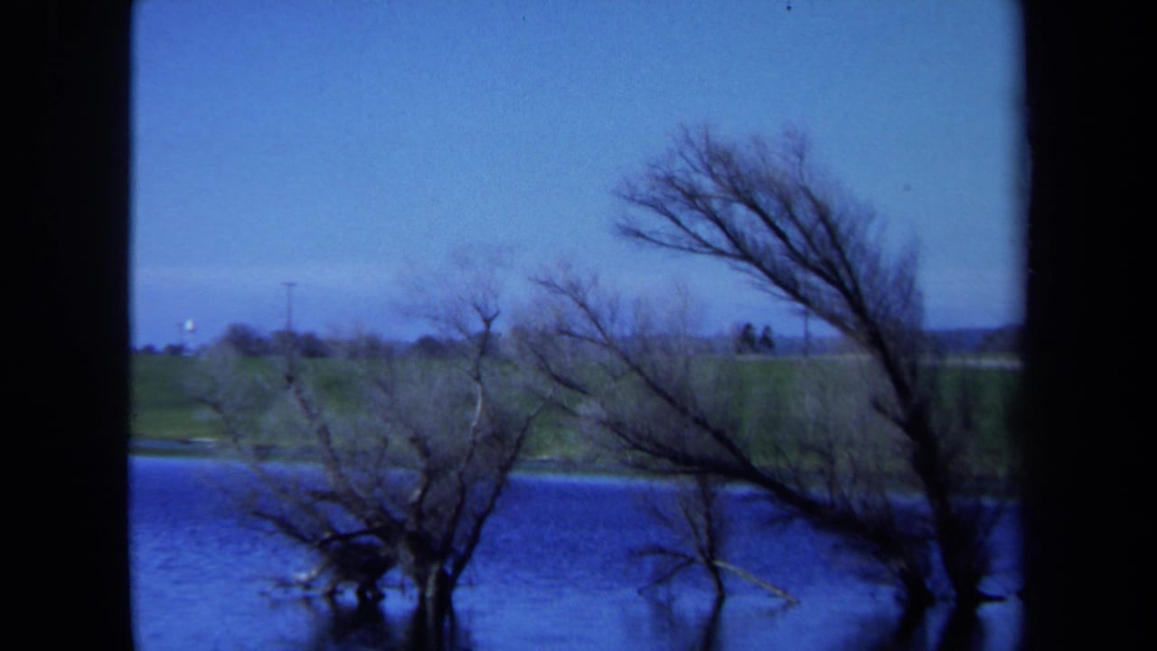 Leafless trees lean over blue water with open grass in the distance.