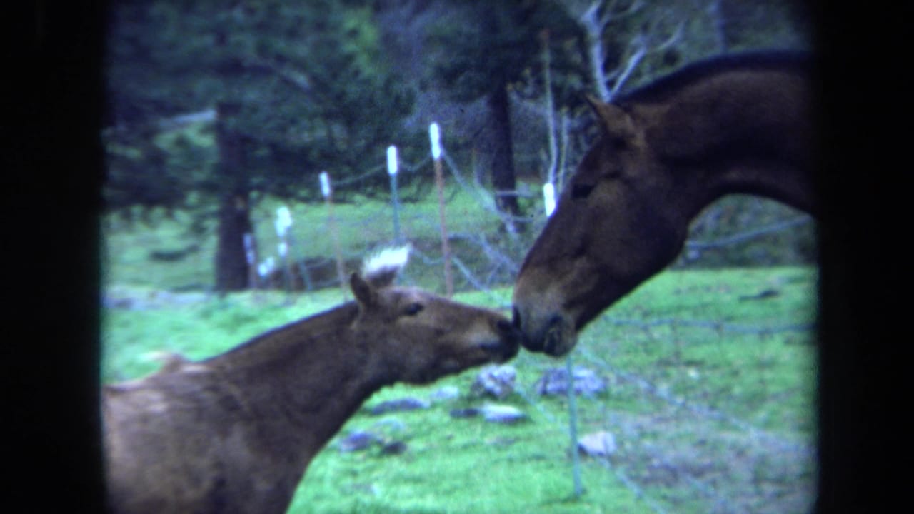 1971 Maine 8mm frame showing a dark brown horse and light brown foal nuzzling across a wire fence in a green pasture.