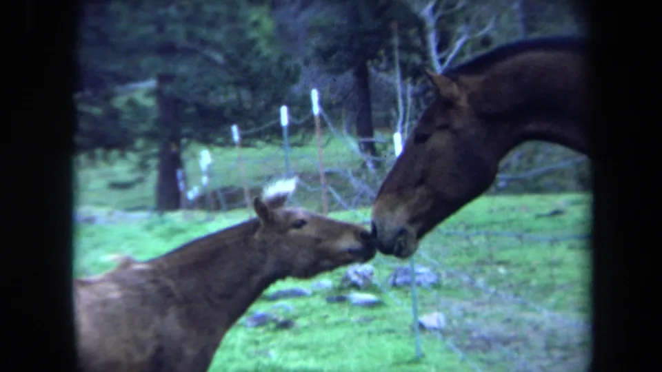1971 Maine 8mm frame showing a dark brown horse and light brown foal nuzzling across a wire fence in a green pasture.